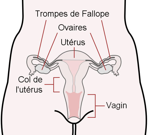 physiologie de la femme enceinte
